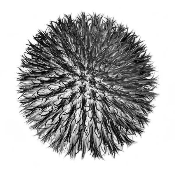 Monokromda dekoratif yay kurulumu