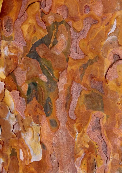 Ağaç kabuğu dokusu bileşimi