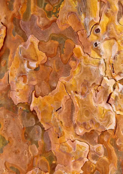 Ağaç kabuğu dokusu bileşimi