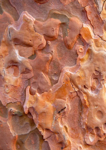 Ağaç kabuğu dokusu bileşimi