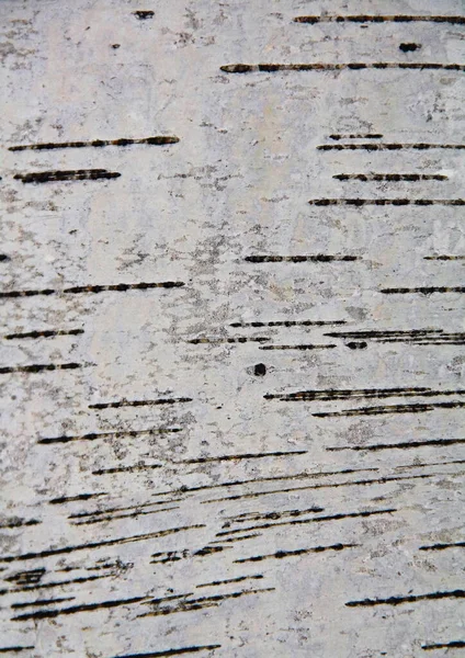 Ağaç kabuğu dokusu bileşimi