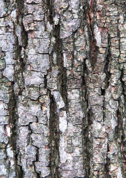 Ağaç kabuğu dokusu bileşimi