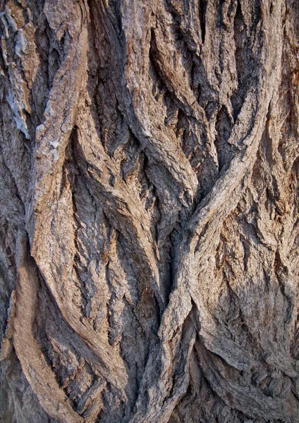 Ağaç kabuğu dokusu bileşimi