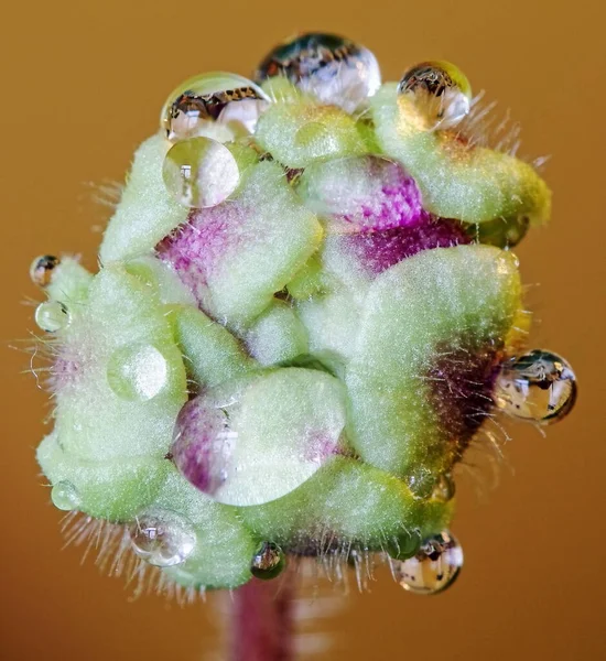 İç mekan menekşe çiçeklerinin makro fotoğrafları