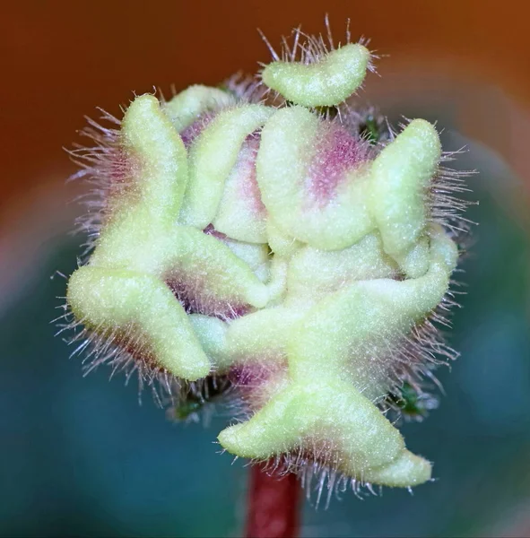 İç mekan menekşe çiçeklerinin makro fotoğrafları