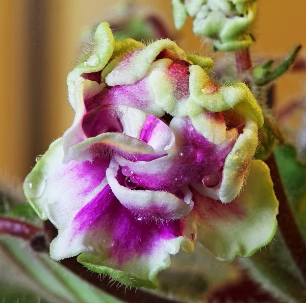 İç mekan menekşe çiçeklerinin makro fotoğrafları