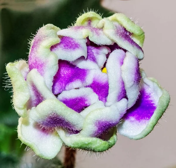 Macro Fotografía Flores Violetas Interior —  Fotos de Stock