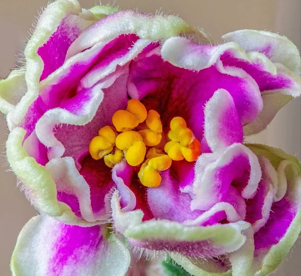 İç mekan menekşe çiçeklerinin makro fotoğrafları