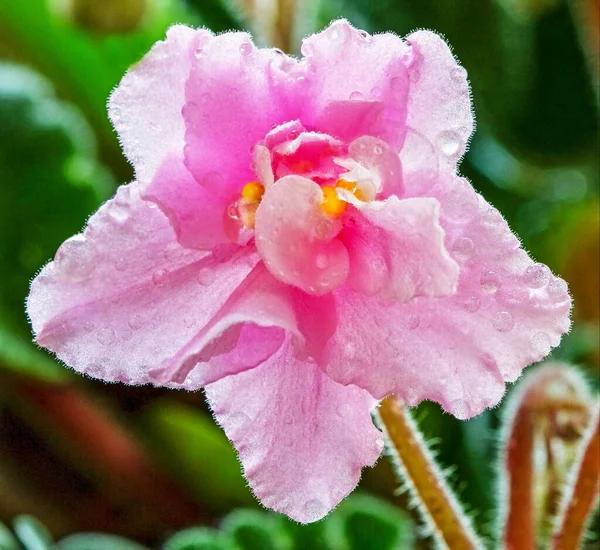 İç mekan menekşe çiçeklerinin makro fotoğrafları