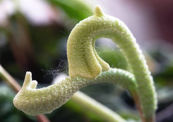 Çiçeklerin makro fotoğrafçılığı