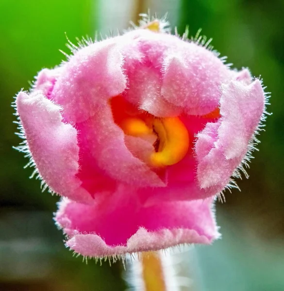 İç mekan menekşe çiçeklerinin makro fotoğrafları