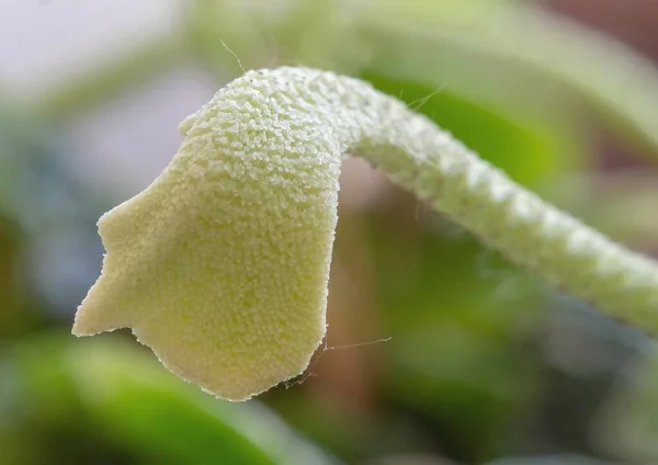 Çiçeklerin makro fotoğrafçılığı