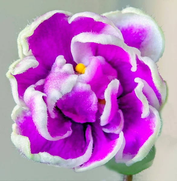 İç mekan menekşe çiçeklerinin makro fotoğrafları