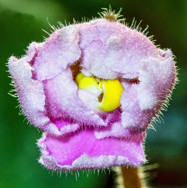 Macro Fotografía Flores Violetas Interior —  Fotos de Stock