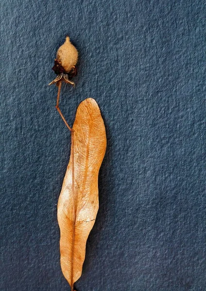 ıhlamur tohumu yapraklarının makro fotoğrafçılığı