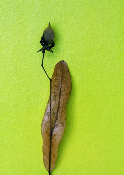 ıhlamur tohumu yapraklarının makro fotoğrafçılığı