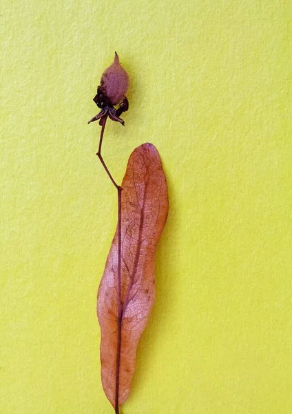 ıhlamur tohumu yapraklarının makro fotoğrafçılığı