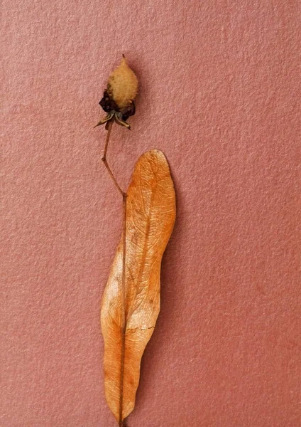 ıhlamur tohumu yapraklarının makro fotoğrafçılığı