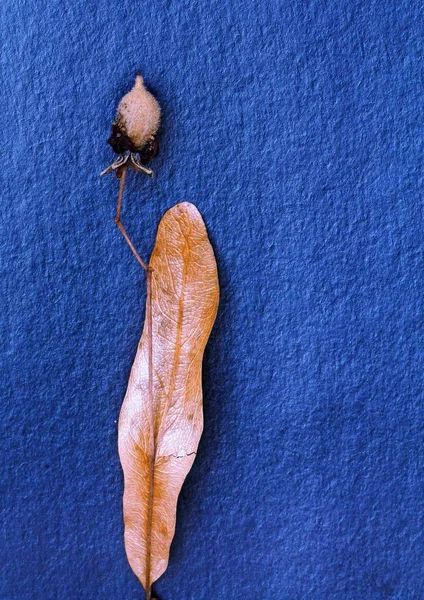 ıhlamur tohumu yapraklarının makro fotoğrafçılığı