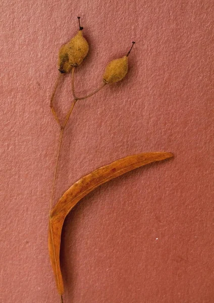 ıhlamur tohumu yapraklarının makro fotoğrafçılığı