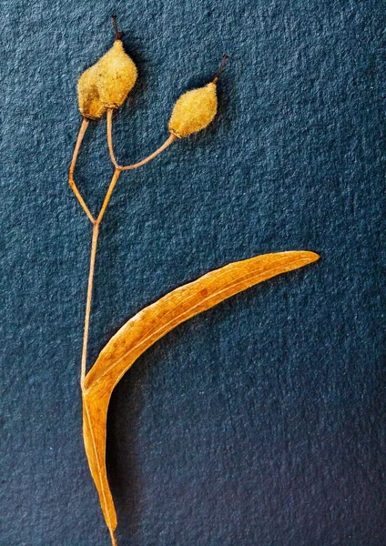 ıhlamur tohumu yapraklarının makro fotoğrafçılığı