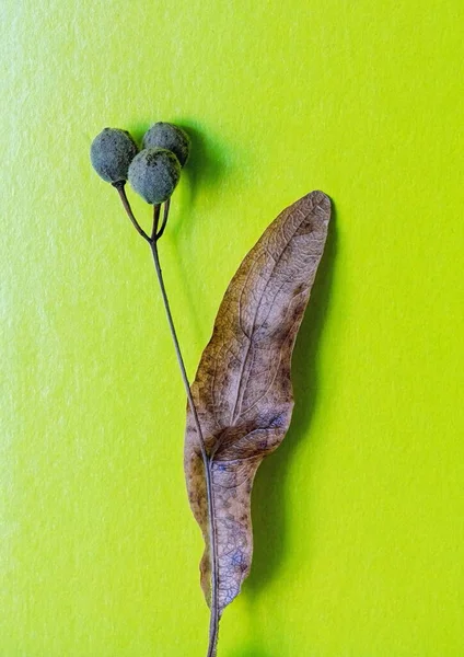 ıhlamur tohumu yapraklarının makro fotoğrafçılığı