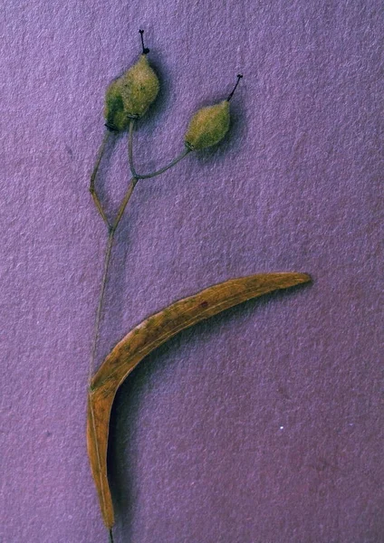 ıhlamur tohumu yapraklarının makro fotoğrafçılığı