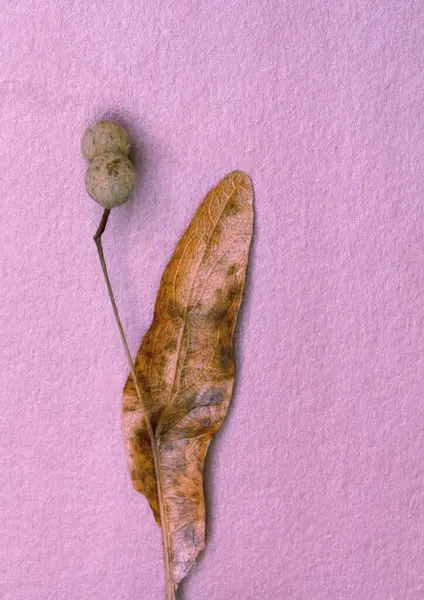 ıhlamur tohumu yapraklarının makro fotoğrafçılığı