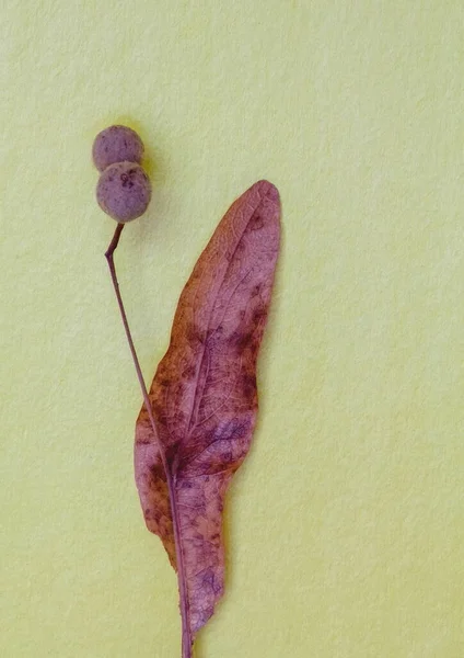 ıhlamur tohumu yapraklarının makro fotoğrafçılığı