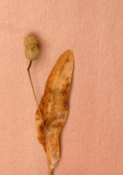 ıhlamur tohumu yapraklarının makro fotoğrafçılığı