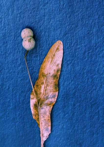 ıhlamur tohumu yapraklarının makro fotoğrafçılığı