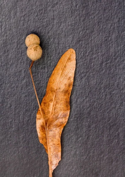 ıhlamur tohumu yapraklarının makro fotoğrafçılığı