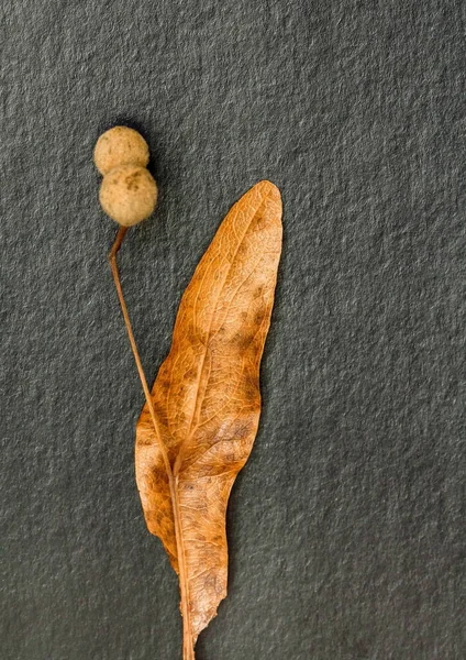ıhlamur tohumu yapraklarının makro fotoğrafçılığı