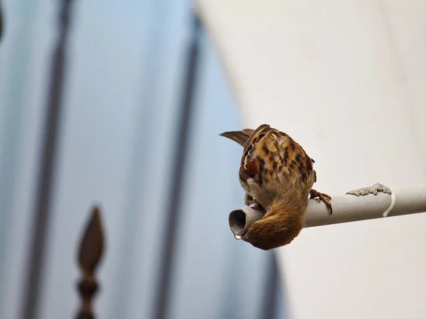 Sıcak bir yaz gününde serçe susuzluğunu giderir.
