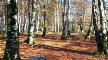 Sonbaharda Beechwood. Urbasa-Andia Doğal Parkı. Navarre, İspanya, Avrupa. 4K.
