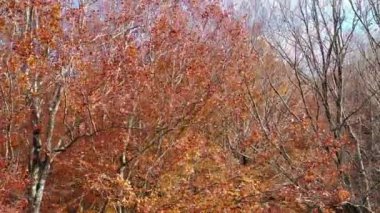 Sonbaharda Beechwood. Urbasa-Andia Doğal Parkı. Navarre, İspanya, Avrupa. 4K