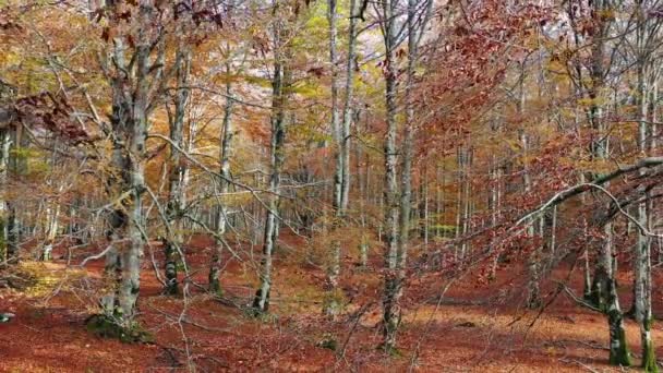 Beechwood Herfst Natuurpark Urbasa Andia Navarra Spanje Europa — Stockvideo