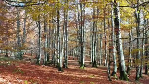 Beechwood Herfst Natuurpark Urbasa Andia Navarra Spanje Europa — Stockvideo