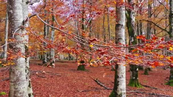 Beechwood Herfst Natuurpark Urbasa Andia Navarra Spanje Europa — Stockvideo