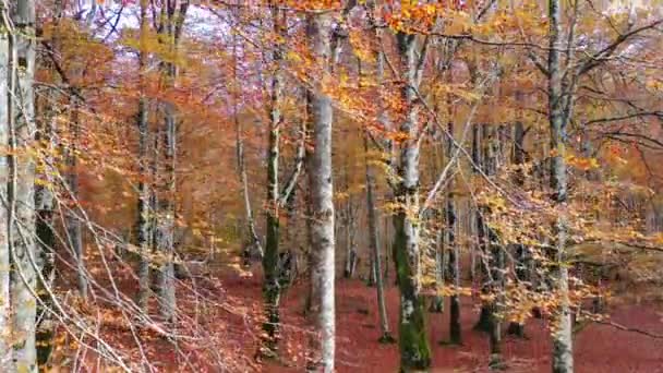 Beechwood Herfst Natuurpark Urbasa Andia Navarra Spanje Europa — Stockvideo