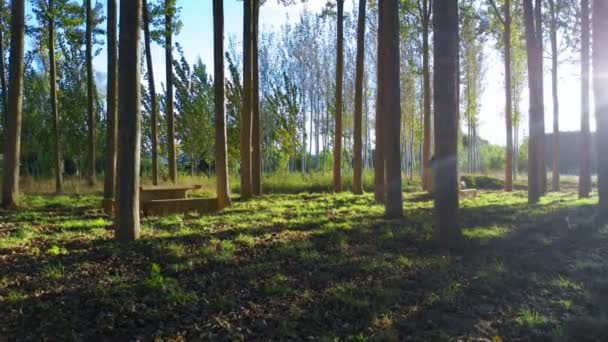 Poplar Grove Ancin Navarre Spanya Avrupa — Stok video