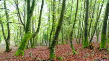 Beechwood ve sis. Zuya, Alava, Bask Ülkesi, İspanya, Avrupa. 4K.