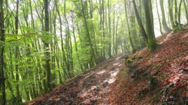 Beechwood orman manzarası. Zuya, Alava, Bask Ülkesi, İspanya, Avrupa. 4K