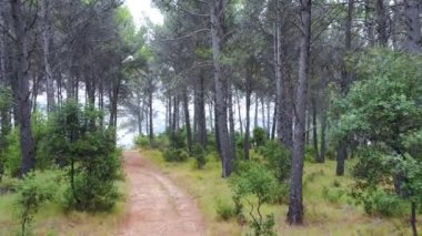 Çam koruluğunda bir patika. Ayegui, Navarre, İspanya, Avrupa. 4K.