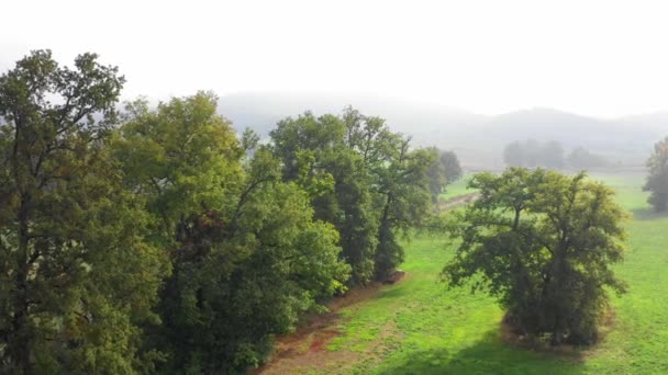 木々や草原の空中ビュー アラバ バスク地方 スペイン ヨーロッパ — ストック動画