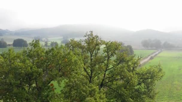 Árboles Pastizales Vista Aérea Álava País Vasco España Europa — Vídeos de Stock