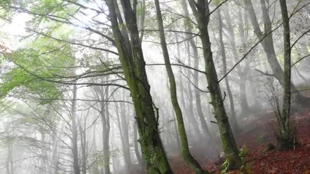 Beechwood Ormanı Sis Zuya Alava Bask Ülkesi Spanya Avrupa — Stok video
