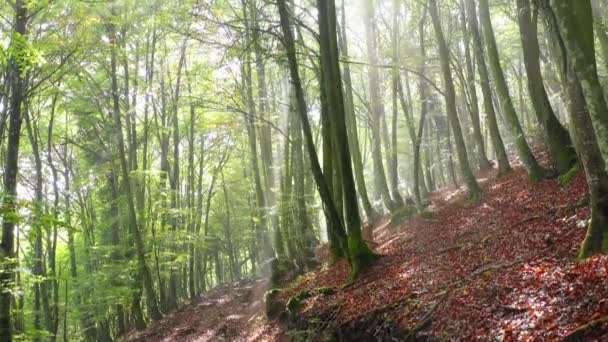 Beechwood Bos Mist Zuya Alava Baskenland Spanje Europa — Stockvideo