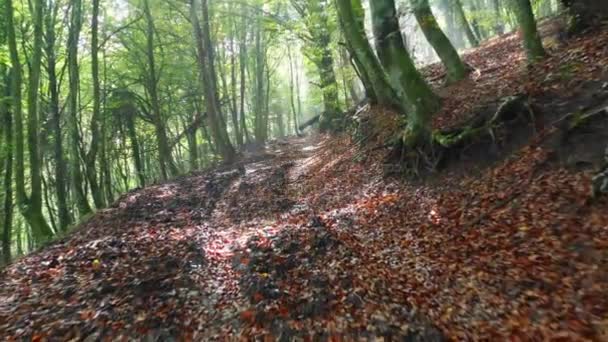 Bosque Hayas Camino Niebla Zuya Álava País Vasco España Europa — Vídeos de Stock