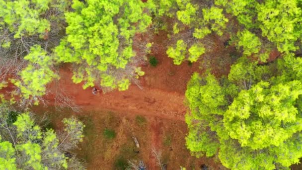 Aerial View People Path Pine Grove Aerial View Ayegui Navarre — Stock Video